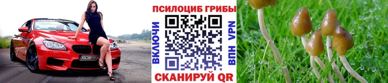 Купить закладки  Алексеевка  Галлюциногенные грибы Magic Shrooms 